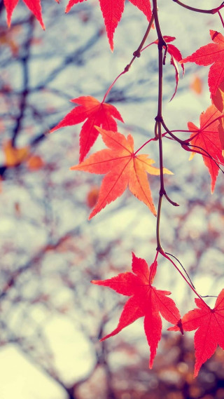 Branch red leaves bare tree - free autumn wallpaper for mobile