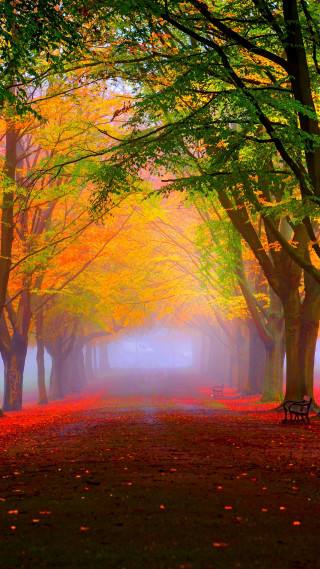 Park bench forest trees leaves - free autumn wallpaper for mobile