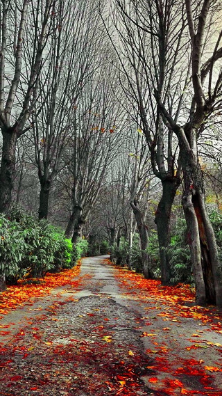 Road trees leaves stop sign - free autumn wallpaper for mobile