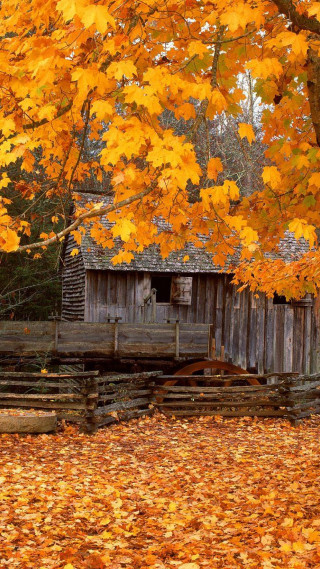 Barn fall leaves yellow tree - free autumn wallpaper for mobile