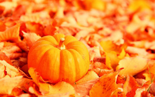 Small pumpkin leaves yellow background - brian snøddy free wallpaper