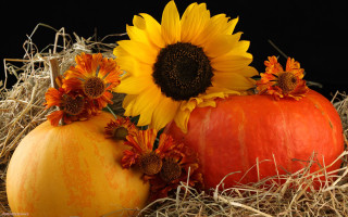 Pumpkin sunflowers hay straw black - fall vibrancy free wallpaper for desktop