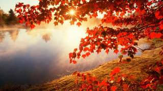Lake tree sun red leaves - a lake free wallpaper
