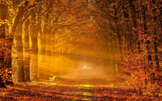 Road trees yellow leaves light - yellow leaf free wallpaper for desktop
