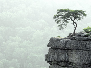 Lone tree cliff forest foggy - sense of depth free wallpaper for desktop