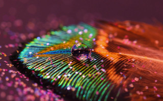 Colorful feather water drop purple - macro art free wallpaper