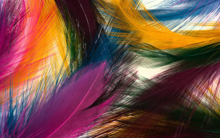 Colorful background feathers different colors - a colorful background free wallpaper