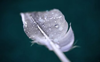 Feather water droplets table green - a table top next free wallpaper