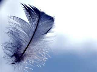 Feather flying sunny day blue - a feather free wallpaper