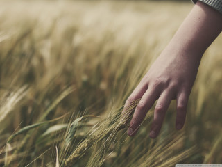 Hand reaching grain field wheat - heavy grain free wallpaper for desktop