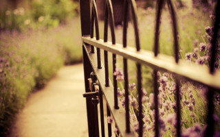 Metal fence flowers path grass - a path free wallpaper