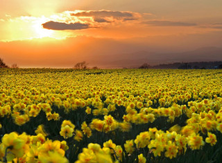 Yellow flowers sunset clouds sky - yellow flower free wallpaper for desktop