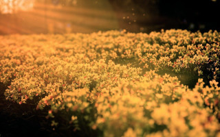 Yellow flowers sunlight trees grass - eve ryder free wallpaper