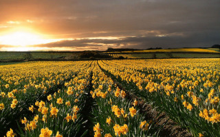 Yellow flowers sunset clouds field - yellow flower free wallpaper for desktop