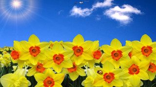 Yellow flowers blue sky bird - sunny day free wallpaper