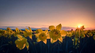 Yellow flowers sunset clouds field 2 - yellow flower free wallpaper