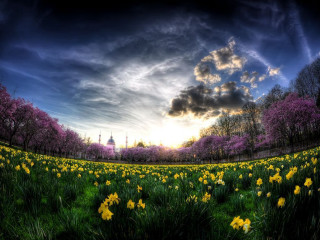 Field flowers sky clouds sunset - free spring wallpaper