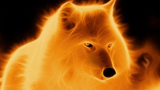 Wolf fire background flames black - a white wolf free wallpaper
