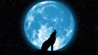 Wolf silhouette full moon night - caspar wolf free wallpaper for desktop