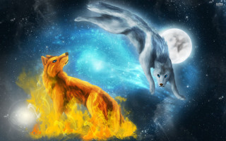 Foxes sky full moon fireball - two fox free wallpaper