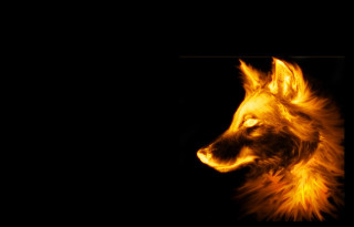 Dog dark bright light face - face and head free wallpaper