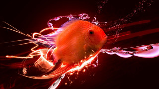 Fish longtail redbackground waterdroplets blackbackground - lostfish free wallpaper for desktop