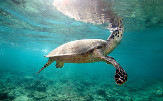 Turtle ocean surfaced underwater fish - a turtle swimming in the ocean free wallpaper