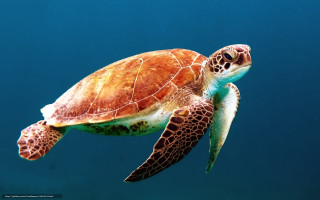 Turtle swimming ocean blue background 2 - a turtle swimming in the ocean free wallpaper