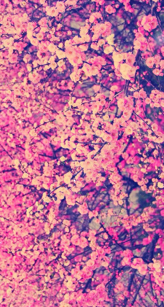 Pink sakura tree blue sky - pink flower free wallpaper for mobile