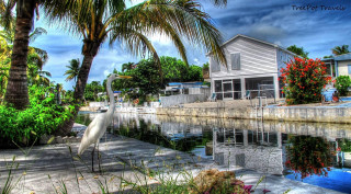 Bird dock water houses palm - house free wallpaper