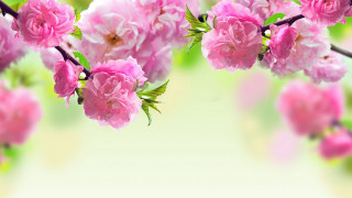 Pink flowers branch green leaves 3 - chang daichien free wallpaper for desktop
