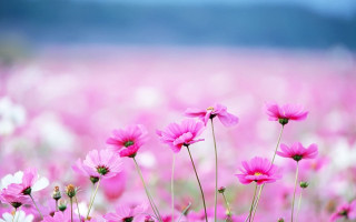 Pink flowers sky blue clouds - a sky background in the background free wallpaper