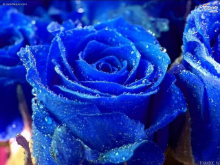 Blue roses water droplets macro 2 - esao free wallpaper for desktop