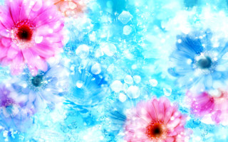 Colorful flower bubbles water droplets - a colorful flower free wallpaper