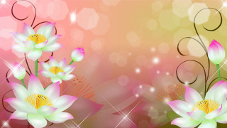 Pink white flower gold center - anne dunn free wallpaper