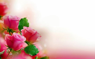 Pink roses green leaves white 8 - pink rose free wallpaper for desktop