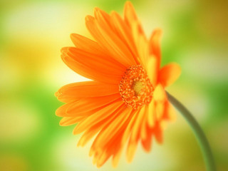 Flower orange green gradient sunflower - a close up of a flower free wallpaper for desktop
