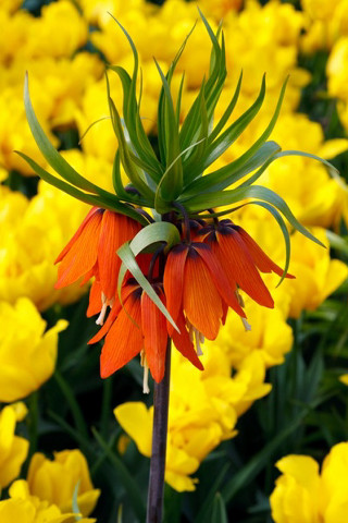 Flower field autumn blurry bokeh - free flowers wallpaper for mobile