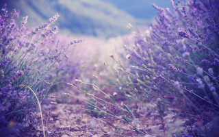 Lavender field blurry mountains hills - a field of lavender free wallpaper