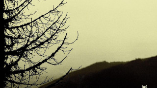 Bird perched tree branch foggy - tonalism free wallpaper