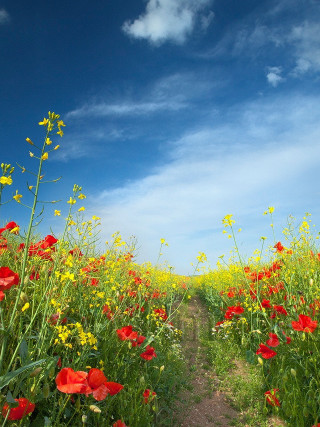 Dirt path field flowers blue - summer vibrancy free wallpaper for mobile