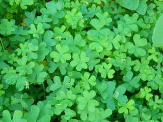 Green leaves field plant vines - aquirax uno free wallpaper