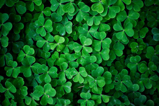 Green clovers leaves above view - a group free wallpaper
