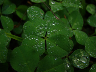 Green leaf water droplets ecological - a green plant free wallpaper