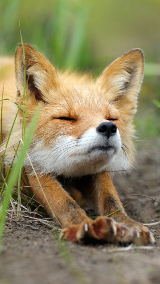 Small fox sleeping grass outside - free animals wallpaper for mobile