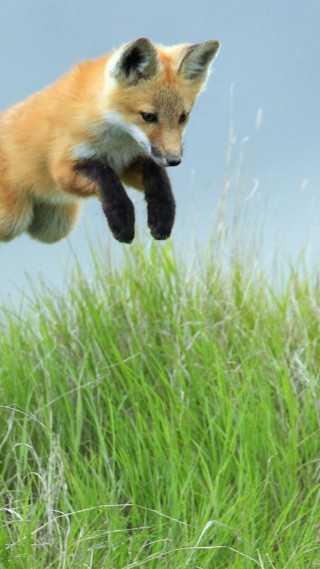 Fox jumping paws air grass - the foreground free wallpaper for mobile