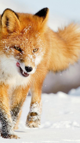 Red fox running through snow - its mouth open free wallpaper for mobile