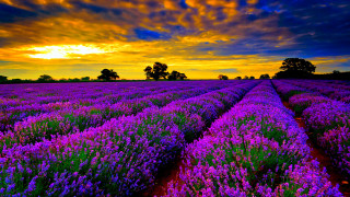 Lavender field sunset clouds sky - a field of lavender free wallpaper