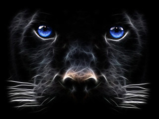 Black cat blue eyes night 3 - alison kinnaird free wallpaper