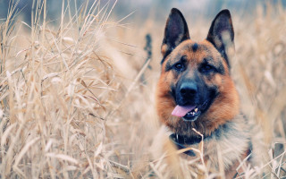 Dog standing field tall grass 2 - his tongue free wallpaper